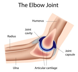 the elbow joint