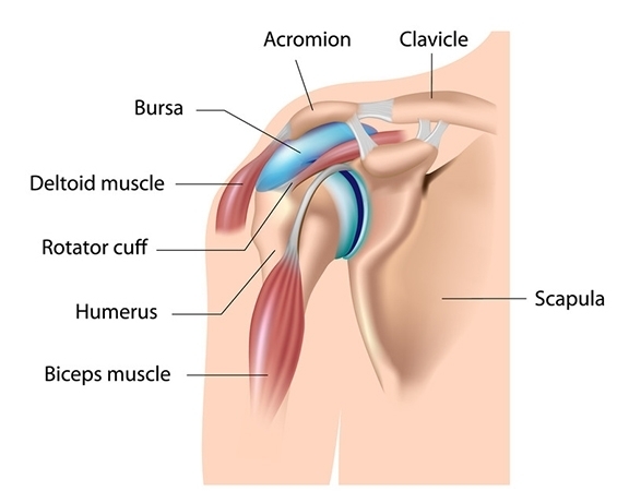 shoulder girdle