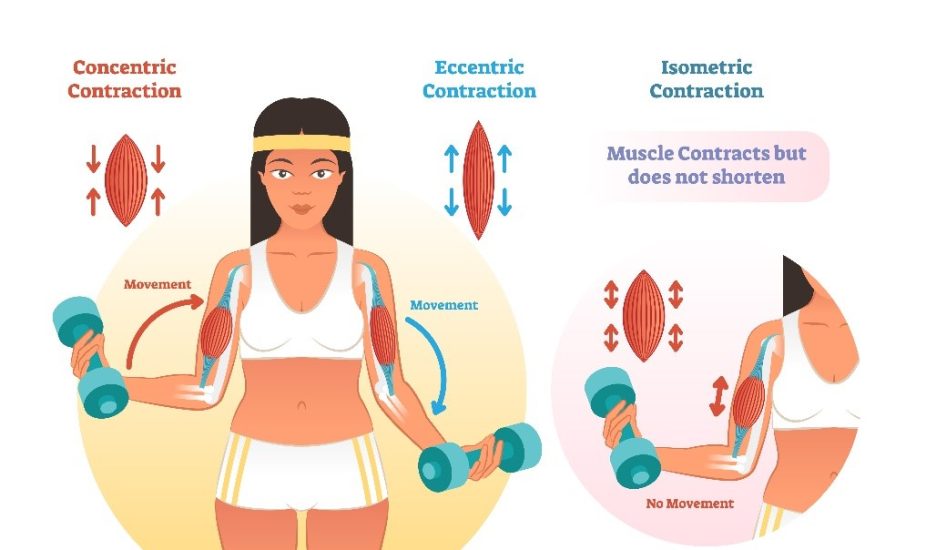 Isometric vs Isotonic How to Train Your Muscles