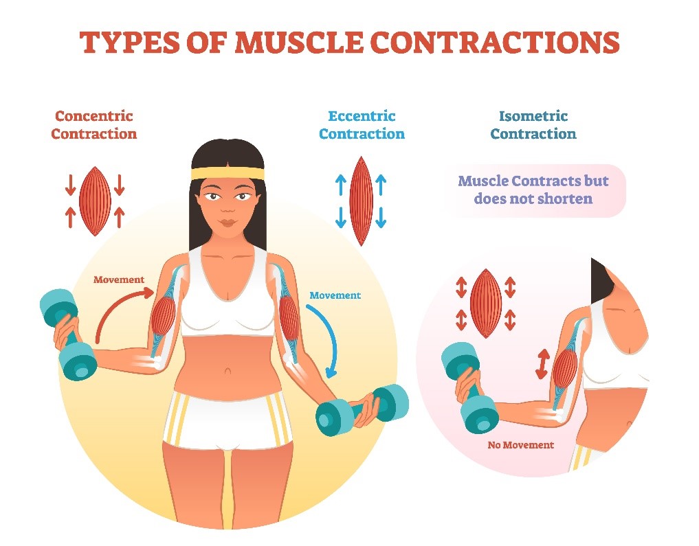 Isometric Vs Isotonic How To Train Your Muscles Sportscare Pt