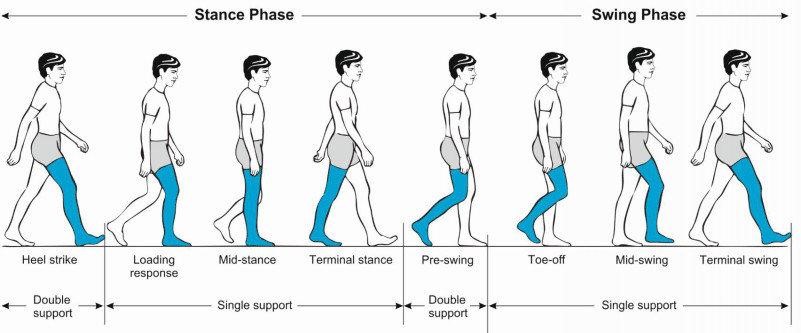 Stance phase and swing phase
