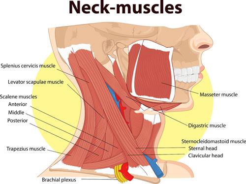 neck-muscles pain
