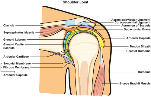 shoulder pain